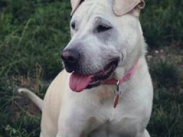 Shar-Pei Pitbull Terrier